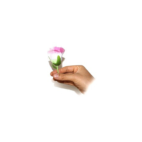 Productions de roses