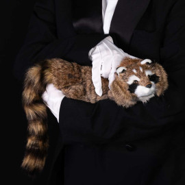 Raccoon Reality