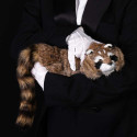 Raccoon Reality