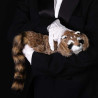 Raccoon Reality
