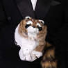 Raccoon Reality