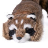 Raccoon Reality